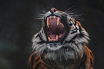 Wild Animals Who Prefer Their Own Company
