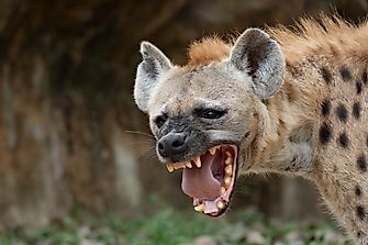 Can Hyenas Change Their Gender?