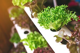 Vertical Farming is the Agricultural Revolution We’ve Been Waiting For