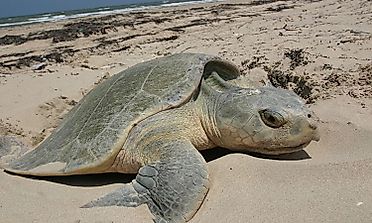 Threatened Reptiles Of The United States