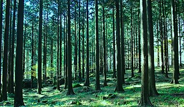 What Are The Major Natural Resources Of Japan?