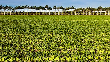 What Are The Biggest Industries In Florida?