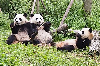 Which Are The Best Places To See Giant Pandas In China?