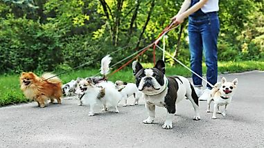 How Big Is The US Dog Walking Business?