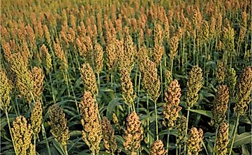The 10 Leading Sorghum Producing US States
