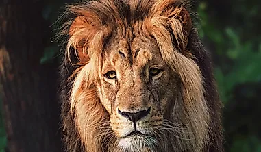 Southwest African Lion Facts: Animals of Africa