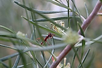 The World's Most Dangerous Ants