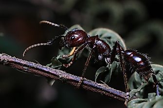 The World's Most Dangerous Ants