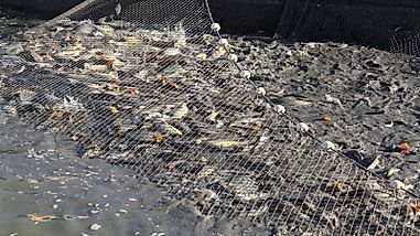 A Global Ban On Driftnet: Arguments For And Against