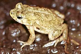 Amphibian Species Of Egypt