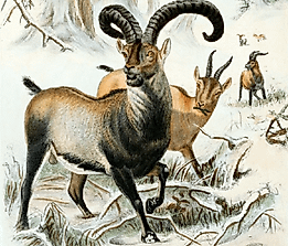 What Does Extinction Mean?
