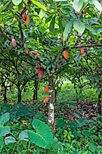 All about the Cocoa Industry