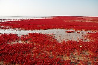 Panjin Red Beach, China – Unique Places In The World