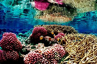 Coral Reefs - Location, Formation, and Significance