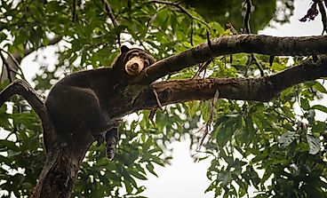 Where Do Sun Bears Live?