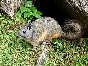 Where Do Chinchillas Live In The Wild?