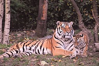 List Of Exotic Animals Banned In The US
