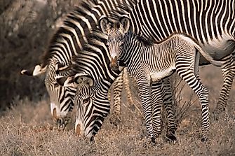 As Grevy’s Zebra Numbers Plummet, New Conservation Initiatives Emerge