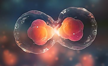 Differences Between Mitosis And Meiosis