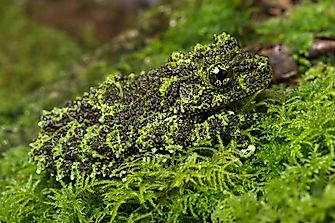What Is The Difference Between Mimicry And Camouflage?