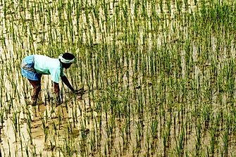 10 Largest Rice Producing Countries