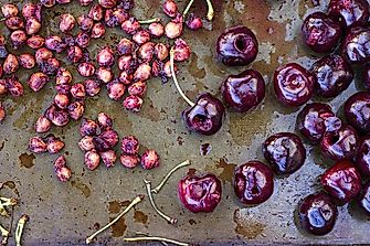 UK Man Hospitalized for Cyanide Poisoning After Consuming Cherry Pits