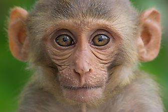 Escaped Exotic Pets That Now Populate Florida's Wilderness