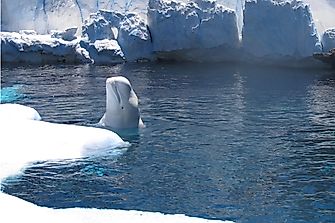 Where Do Beluga Whales Live?