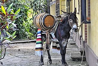 Burro Facts: Animals of North America
