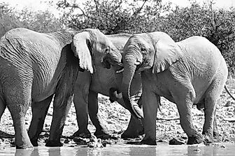 How Many Elephants Were Killed In World War I?