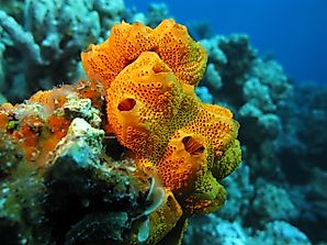 What Is The Oldest Living Marine Animal?