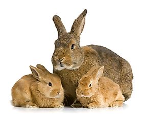 What Are The Two Types Of Reproduction In Animals?