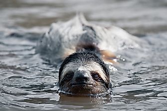 Examples of Semiaquatic Animals