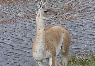 Guanaco Facts: Animals of South America