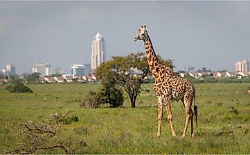 What Is Special About Kenya's Nairobi National Park?