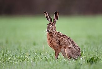 European Hare Facts: Animals of Europe