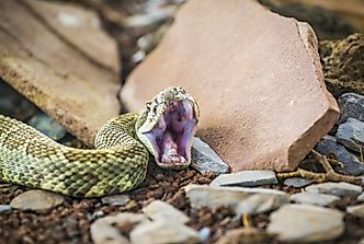 How Many People Die Due To Snakebites In The US?
