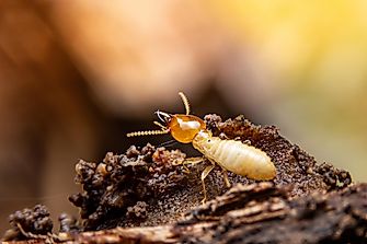 What Do Termites Look Like?