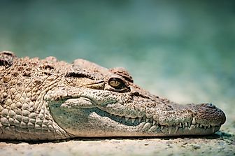 Native Reptiles Of The Philippines