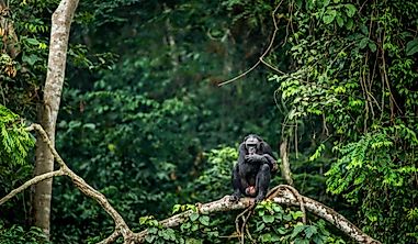 What Are The Major Natural Resources Of The Democratic Republic Of The Congo?