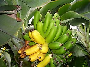 Top Banana Producing Countries In The World