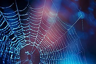 Are Spiders And Scorpions Insects?
