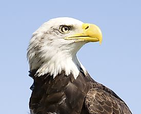 Bald Eagle Facts: Animals of North America