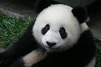 Giant Panda Facts - Animals of Asia