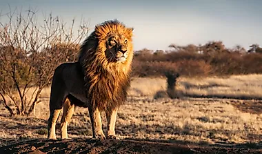 Christian The Lion and 5 Other Famous Animals