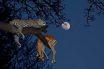 What Is The Paradox Of Enrichment?