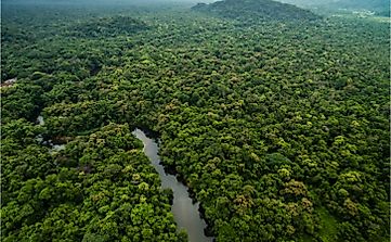 How Are Plants Adapted To The Tropical Rainforest?
