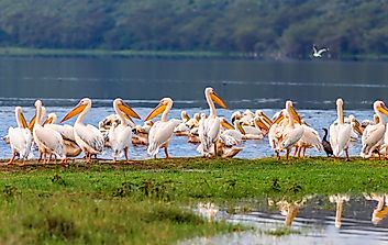 The Rift Valley Lakes of Kenya