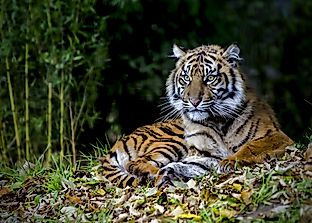 The World's 10 Most Threatened Wild Cats