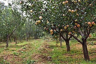 Top Apple Producing Countries In The World